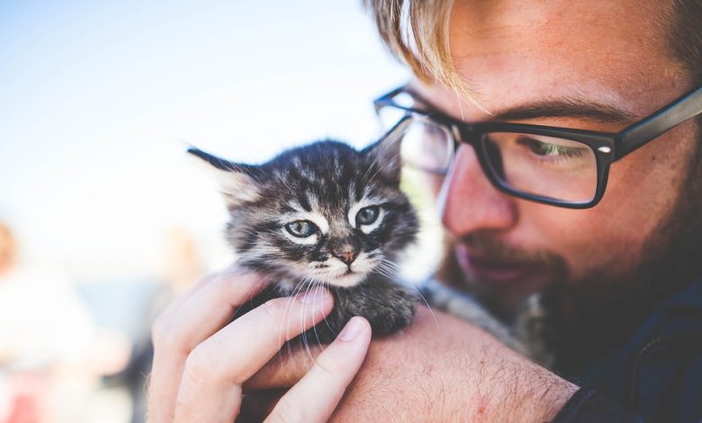 Kitten care