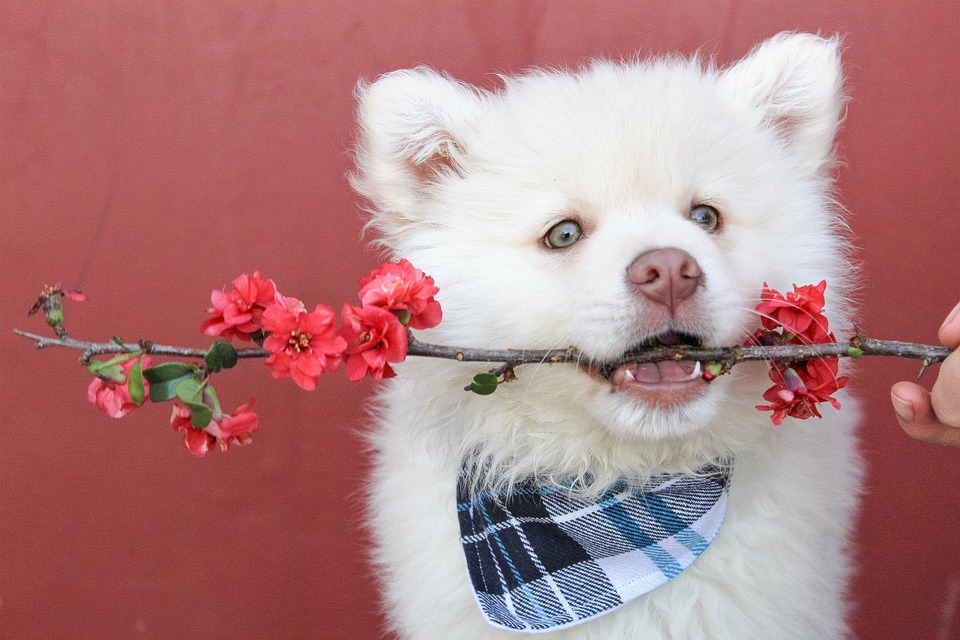 Dog accessories