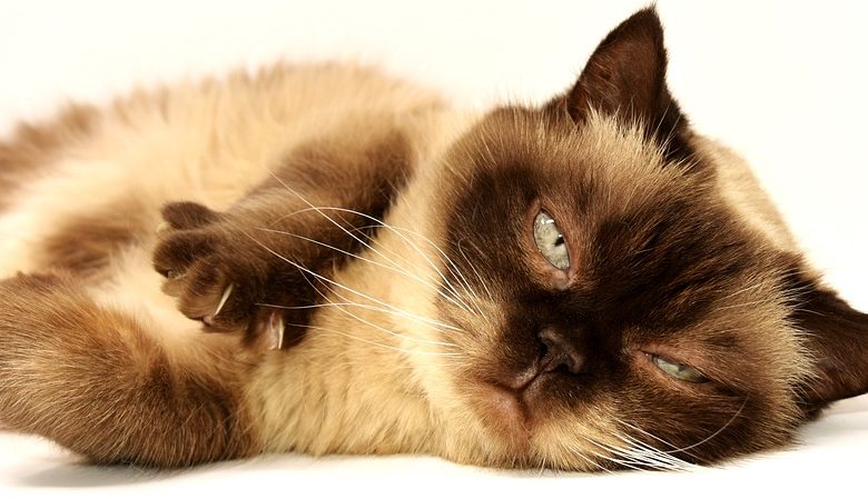 Cat breeds