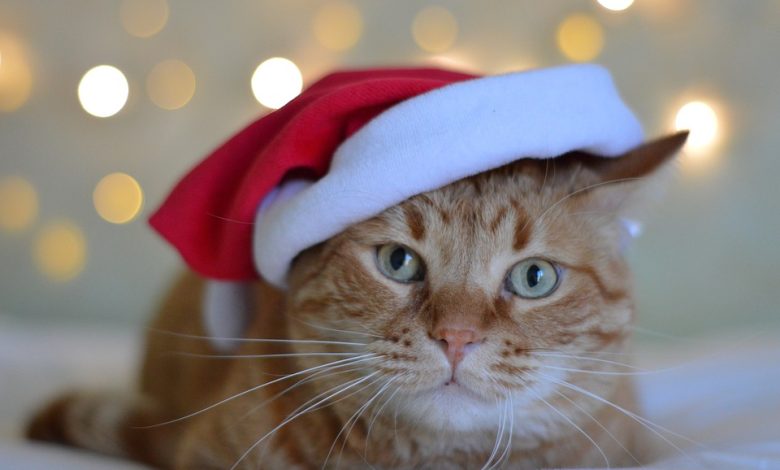 Adopt cats