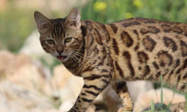 Cat behavior