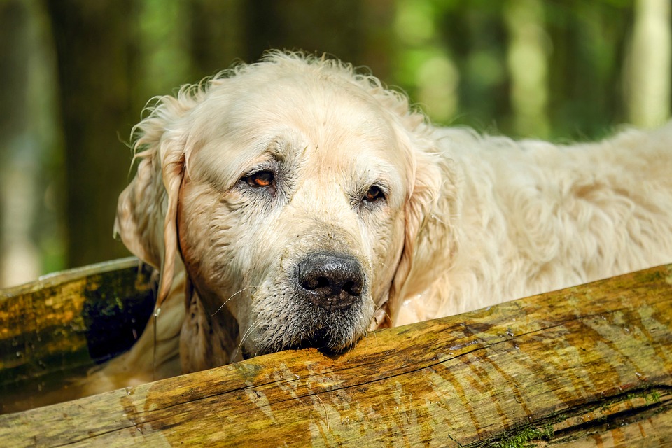 Dog obedience