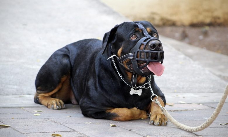 Dog behavior