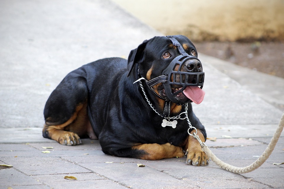 Dog behavior