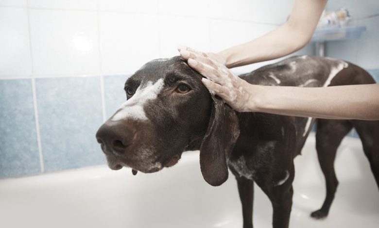 Dog grooming