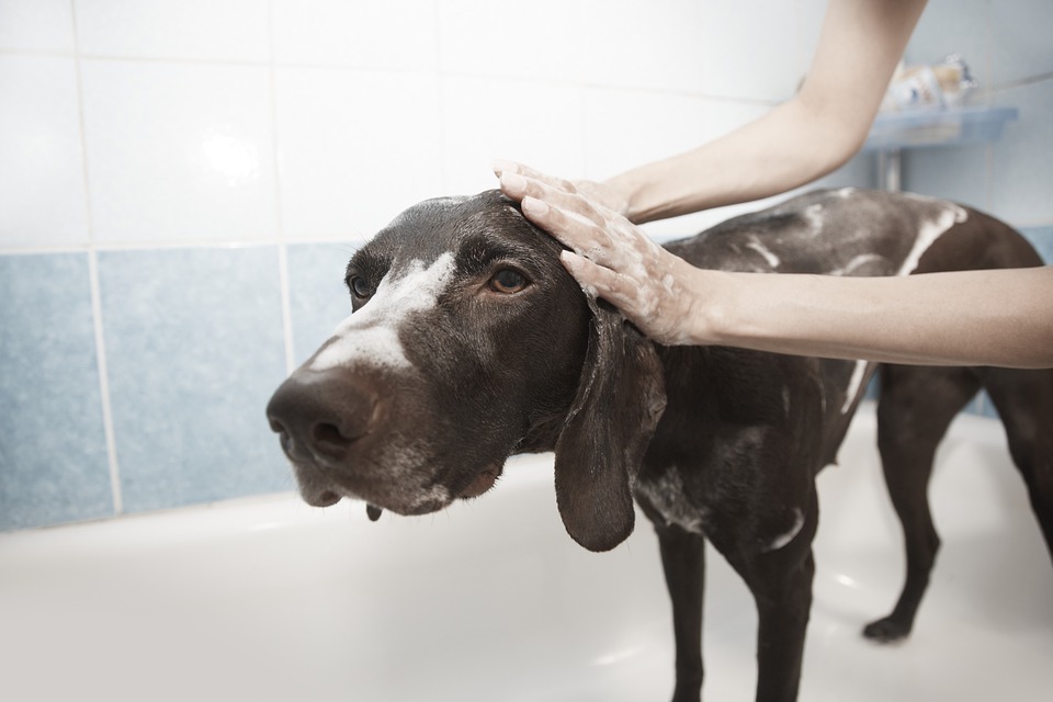Dog grooming