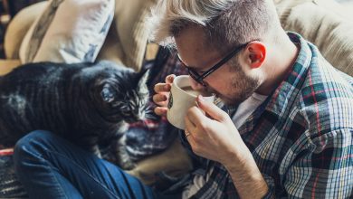 Indoor cats