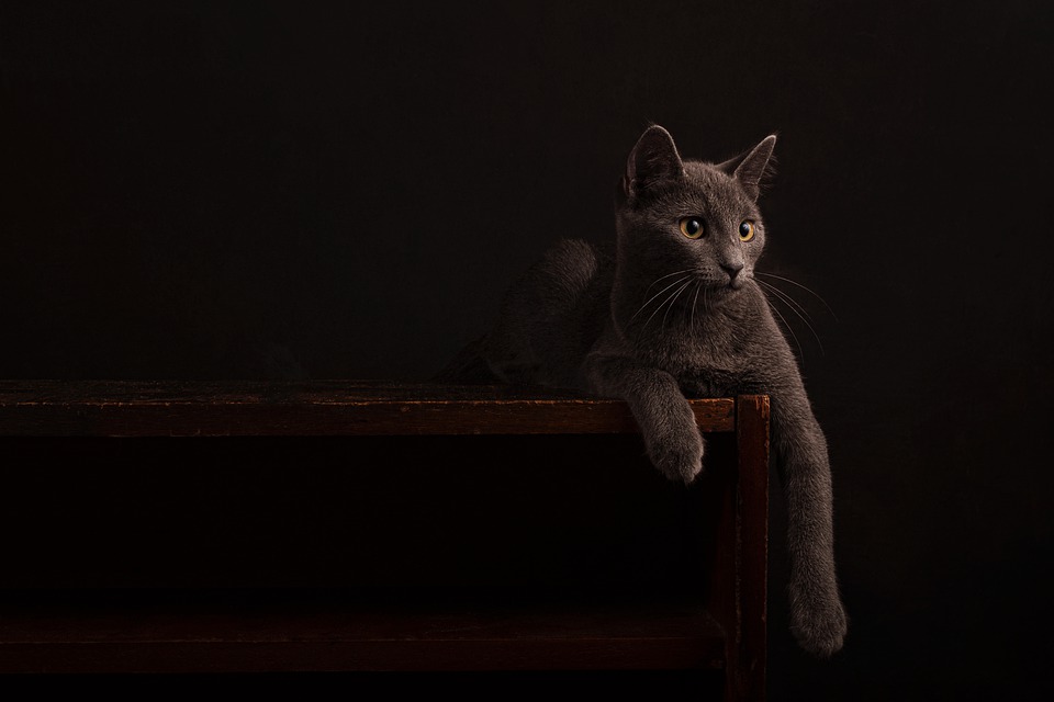 Cat furniture