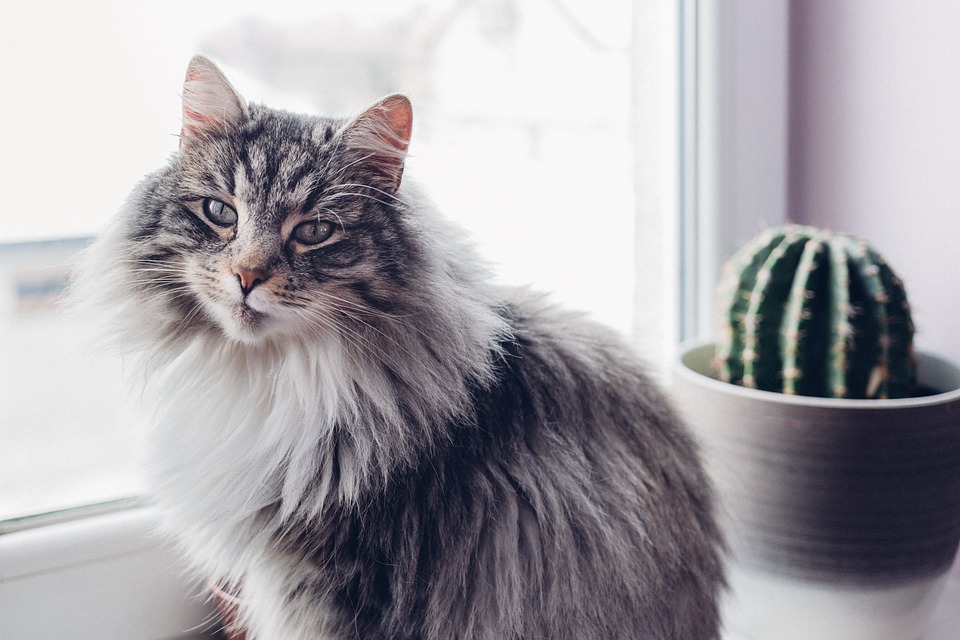 Cat allergies