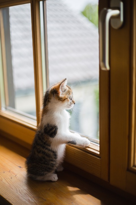 Cat scratching