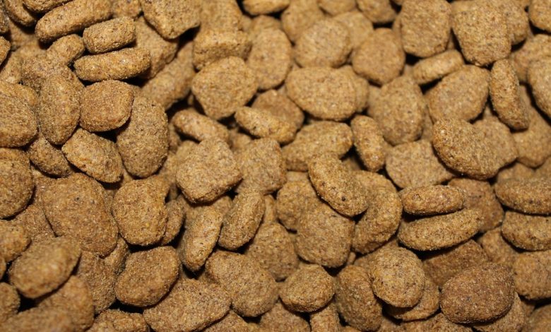 Cat nutrition