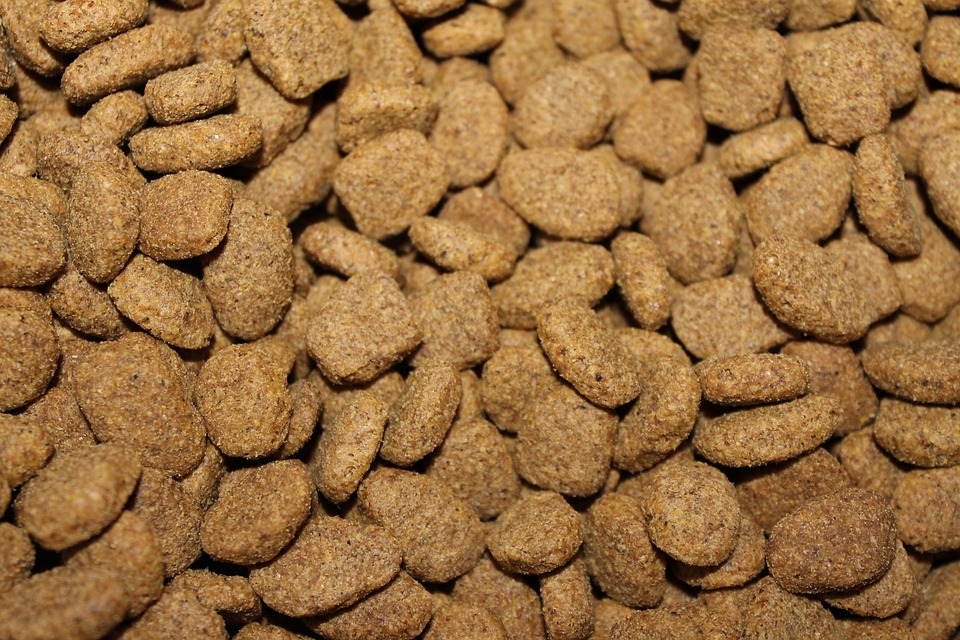Cat nutrition