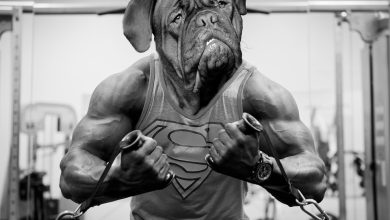 Dog exercise