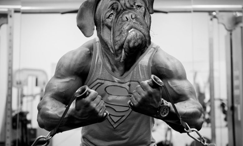Dog exercise
