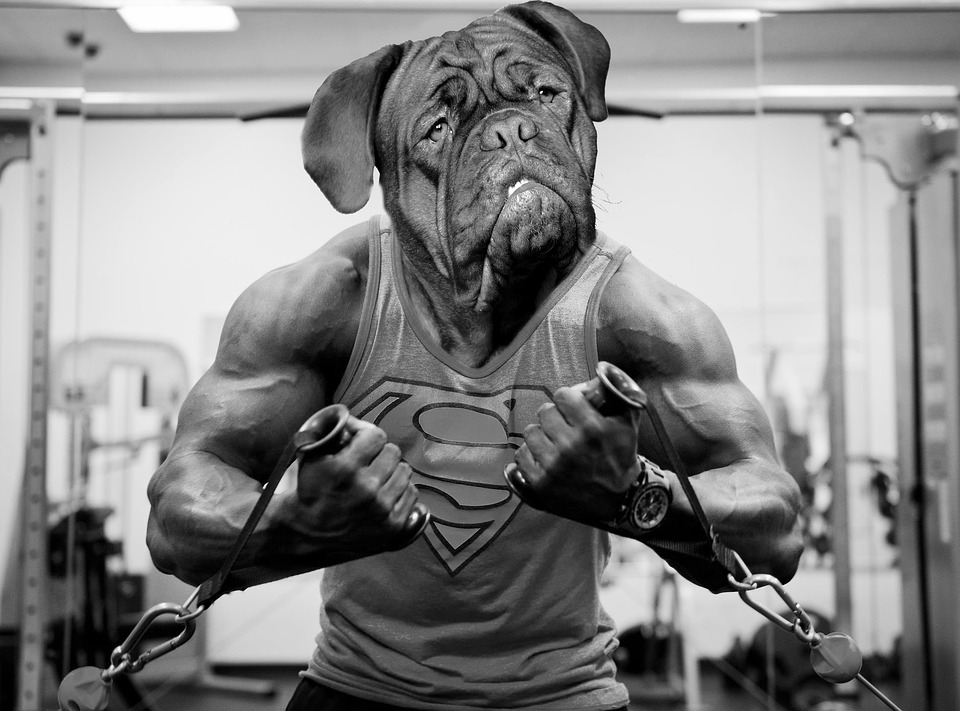 Dog exercise