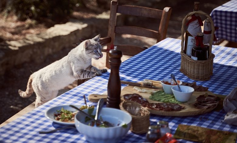 Cat food