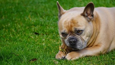 Dog dental care