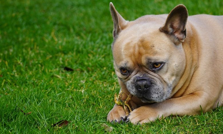 Dog dental care