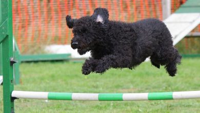 Dog agility training