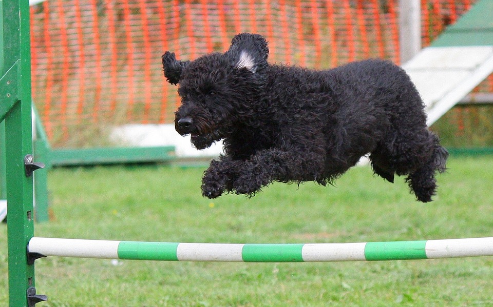 Dog agility training