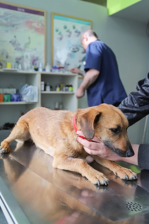 Dog vaccinations